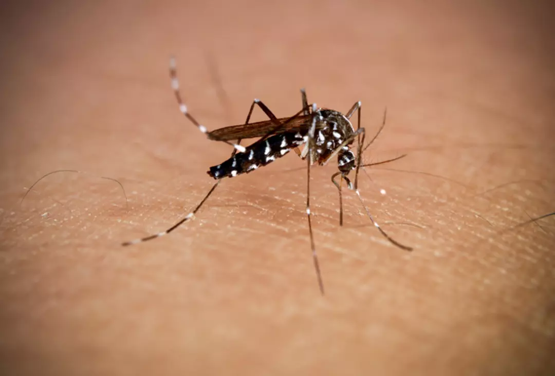 Belirtileri Deng Humması ve Zika ile benzerlik gösteriyor