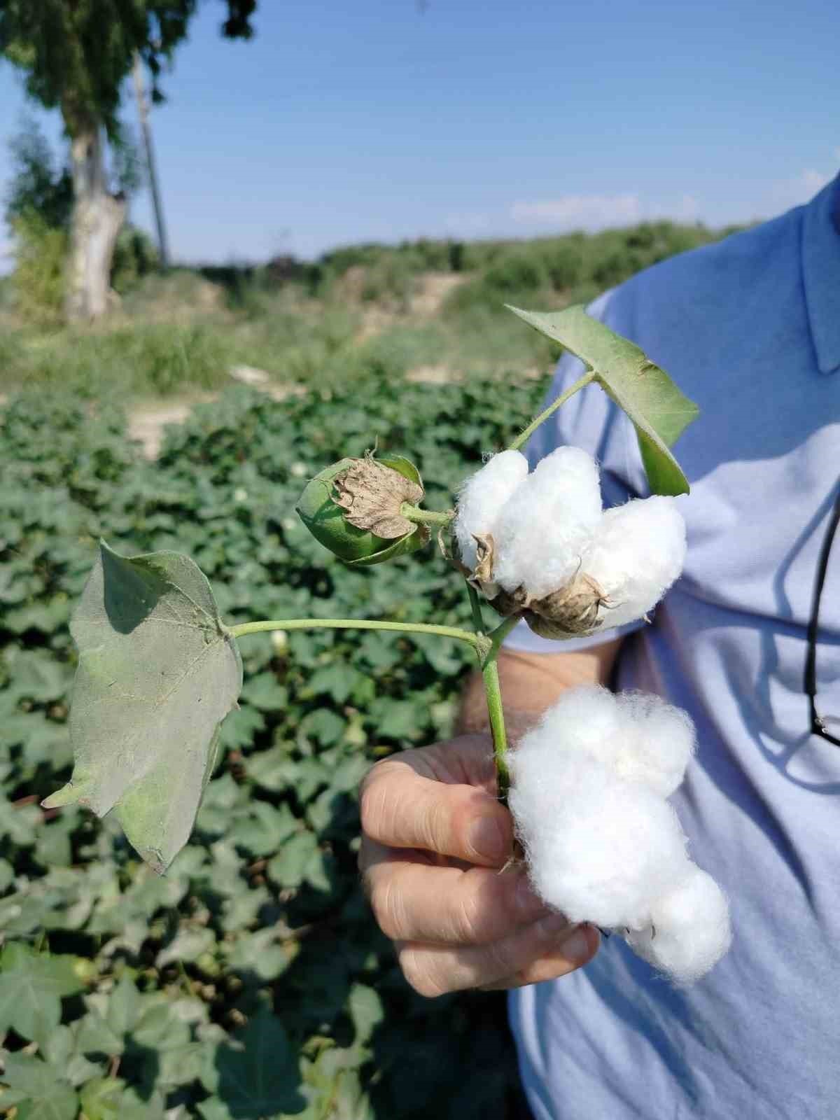Söke’de Pamuk Tarlalarındaki Verim Umut Veriyor 1