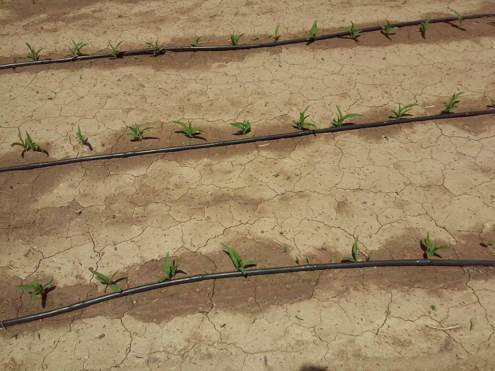 Azalan yağışlar ve küresel ısınmanın etkisi