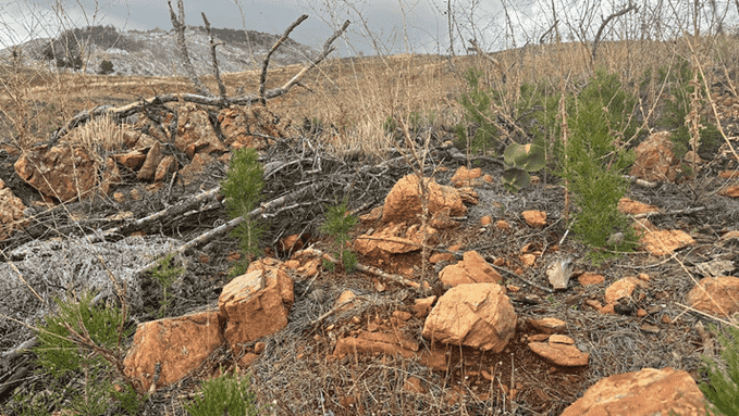 Yanan alanlar çimlenmeye başladı