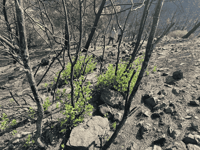 Yanan alanlar çimlenmeye başladı