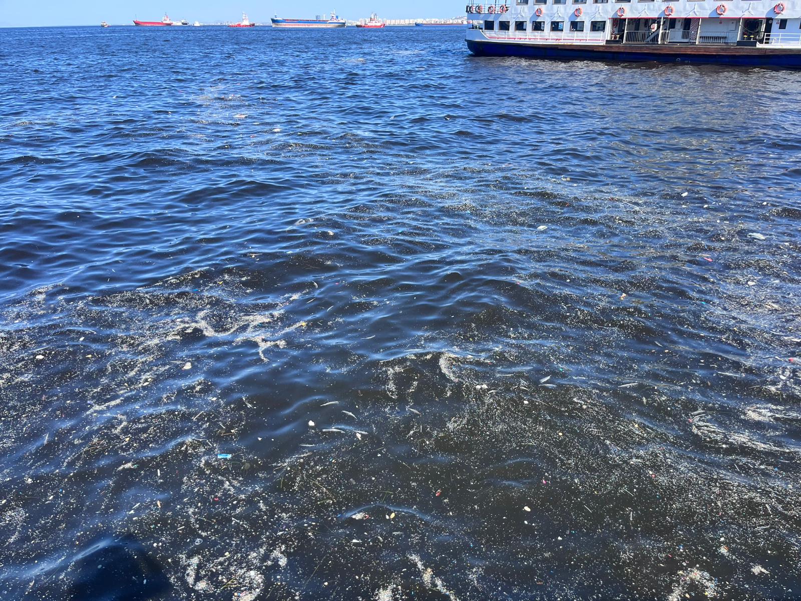 izmir körfezi ölü balık