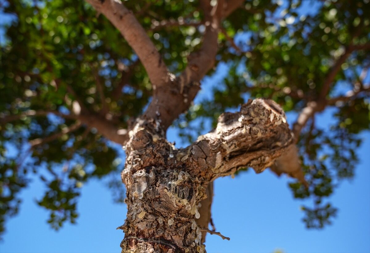 "Altın damla" İzmir’de bereketi yakaladı-3