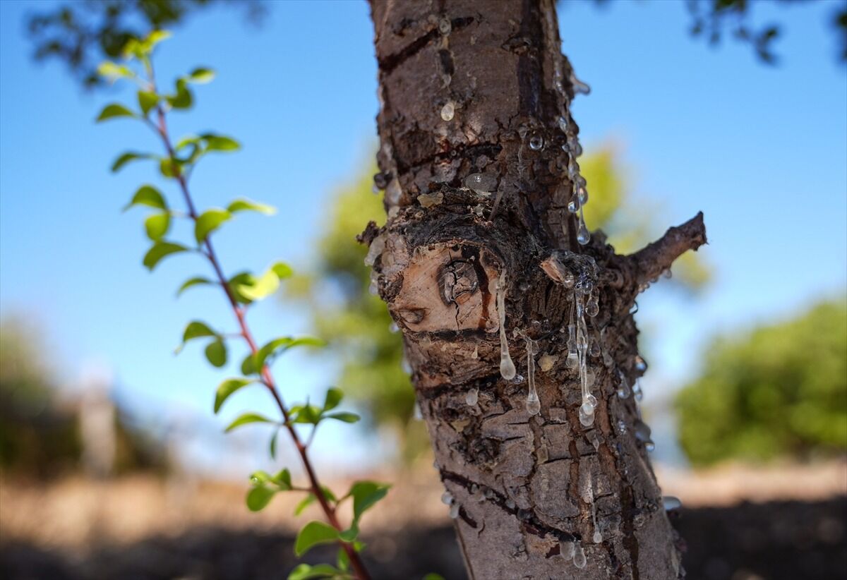 "Altın damla" İzmir’de bereketi yakaladı