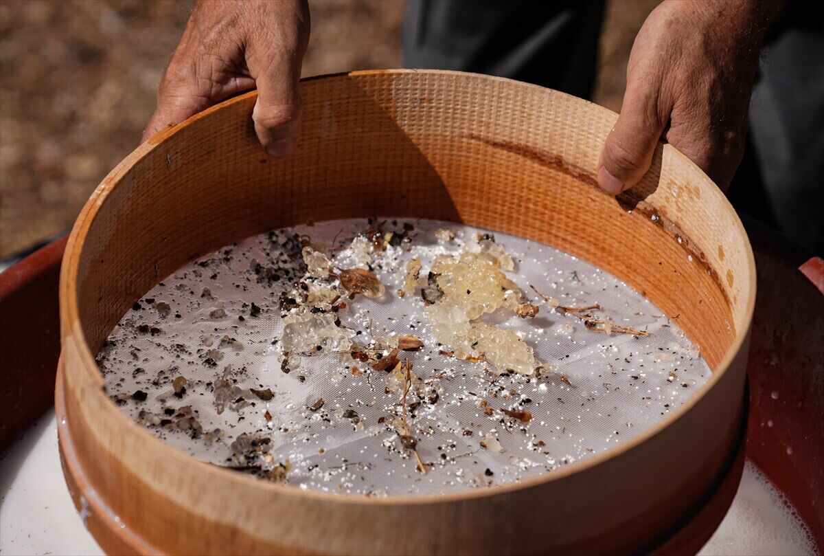 "Altın damla" İzmir’de bereketi yakaladı-1