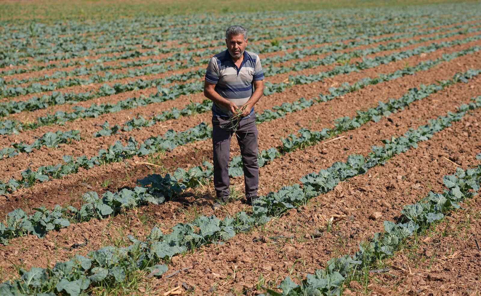 Kışlık sebzede liderlik İzmir’de: Yerli fideler üreticiyi güçlendiriyor!-3