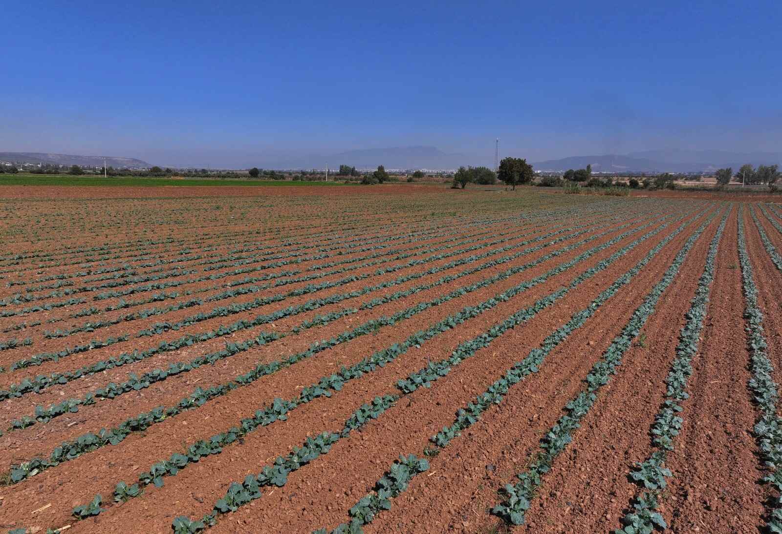 Kışlık sebzede liderlik İzmir’de: Yerli fideler üreticiyi güçlendiriyor!-1
