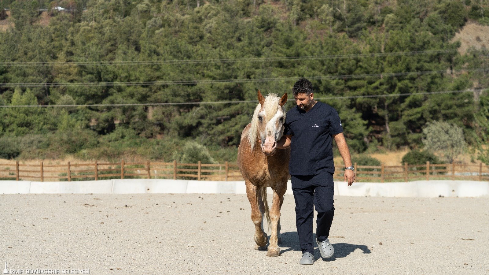 İzmir’de rehabilite edilen binek hayvanları çiftçilere umut olacak