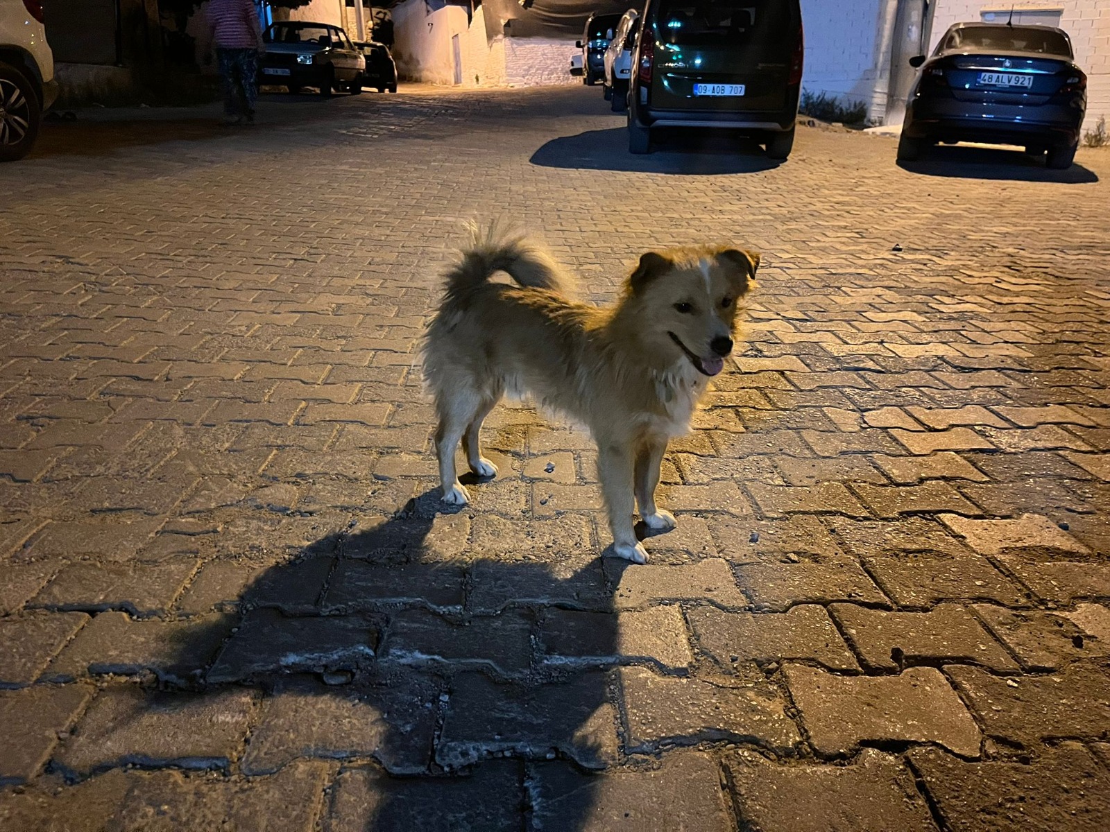 Jandarma komandolar arama çalışmalarına destek verdi