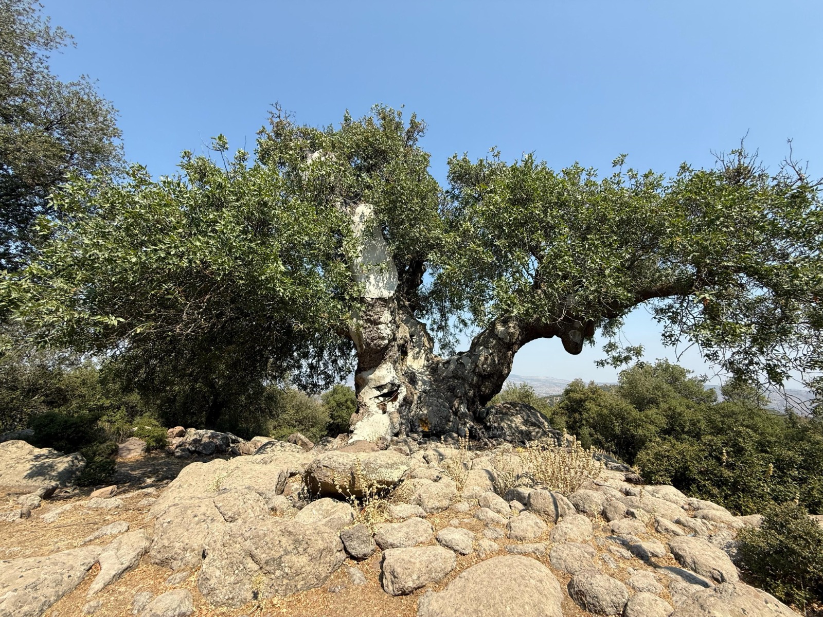 Çaltı bölgesinden yükselen tepki, dev bir dayanışmaya dönüştü