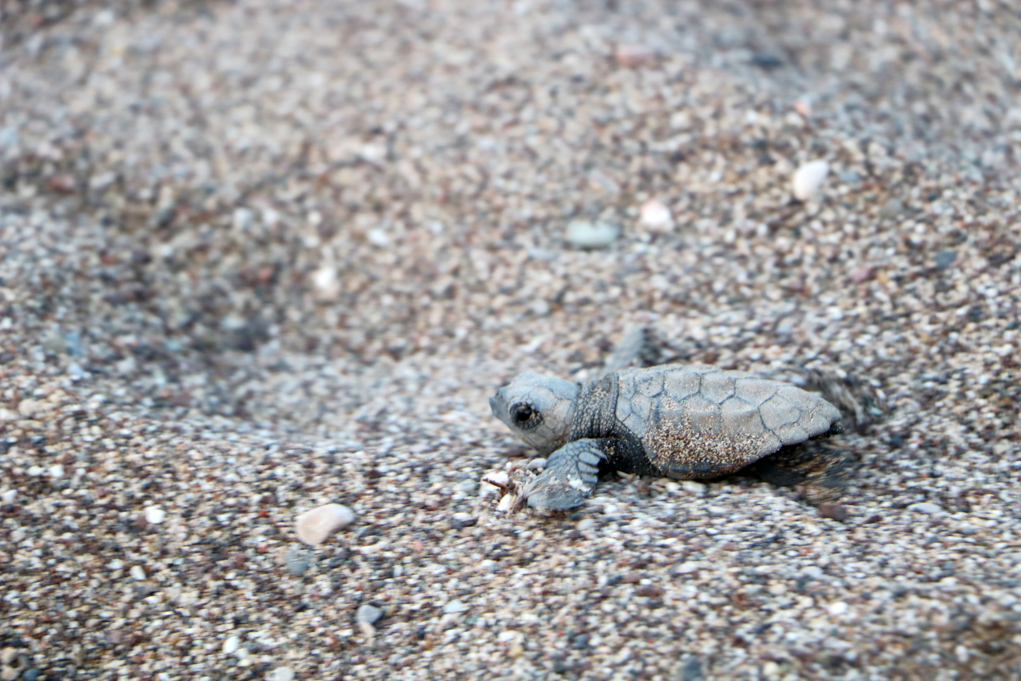 C I R A L I D A K I C E Y R E K A S I R L I K G O N U L L U D E N I Z 894163 265581