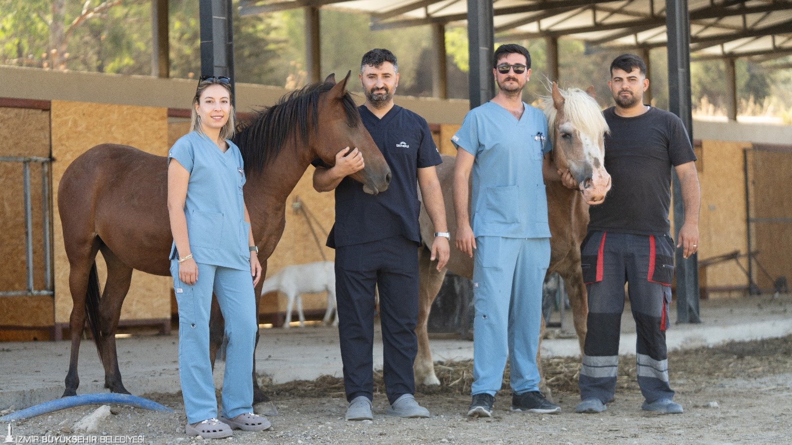 6 At ve 6 Eşek sahiplenilmeyi bekliyor