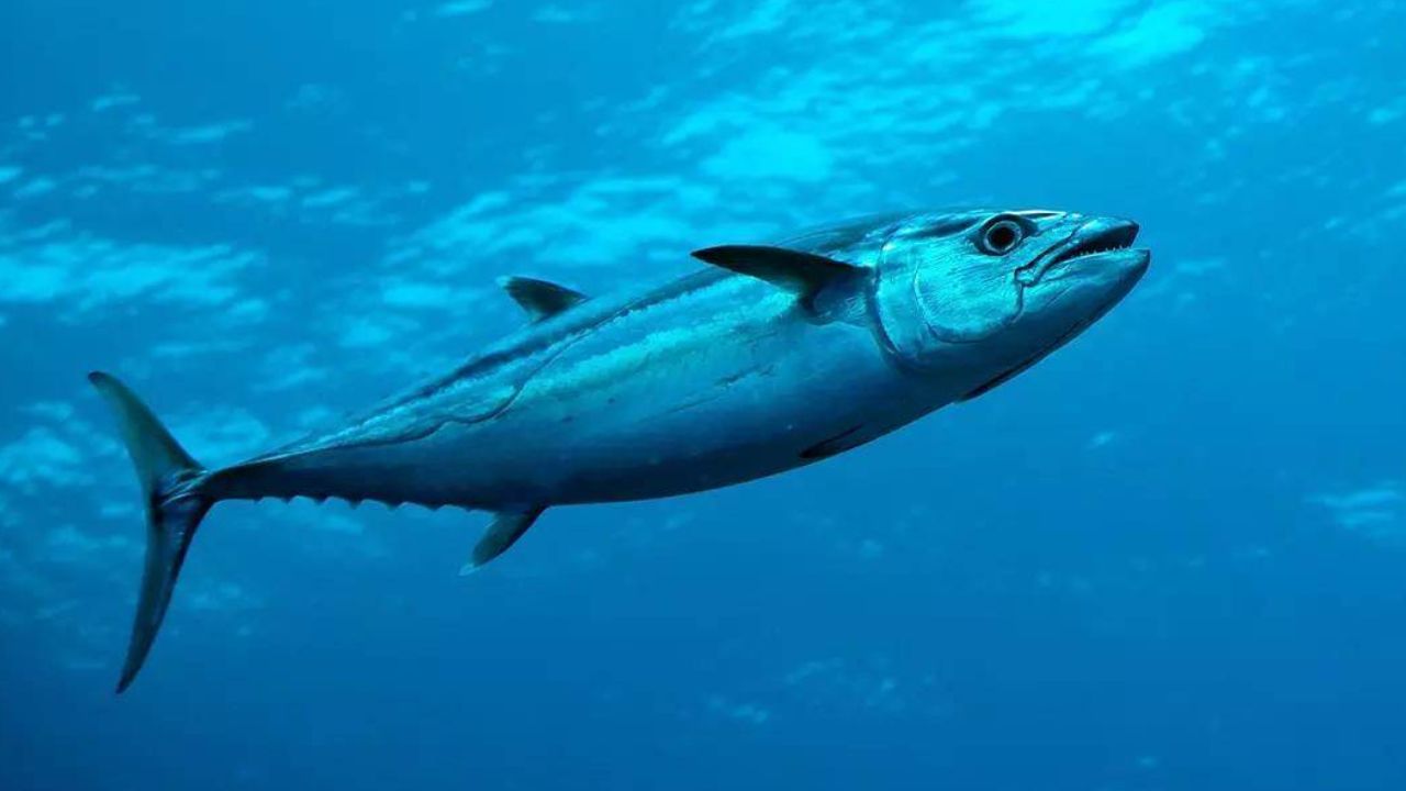 Eylül Ayında Ege'de Hangi Balık Yenir (1)