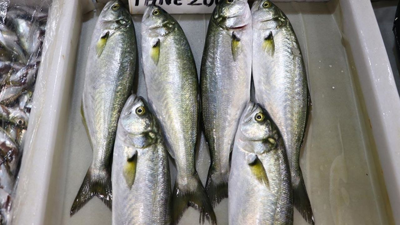 Eylül Ayında Ege'de Hangi Balık Yenir (2)