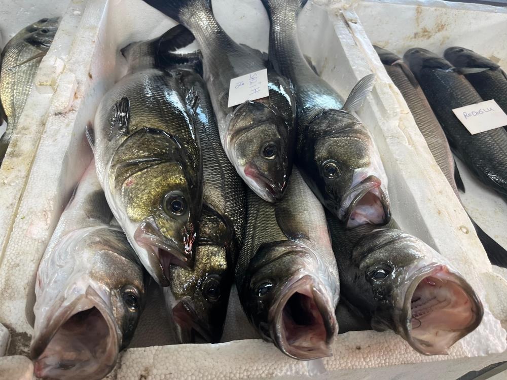 Gece Avlanan Balıklar, Sabah Mezatta Alıcıyla Buluşuyor 2