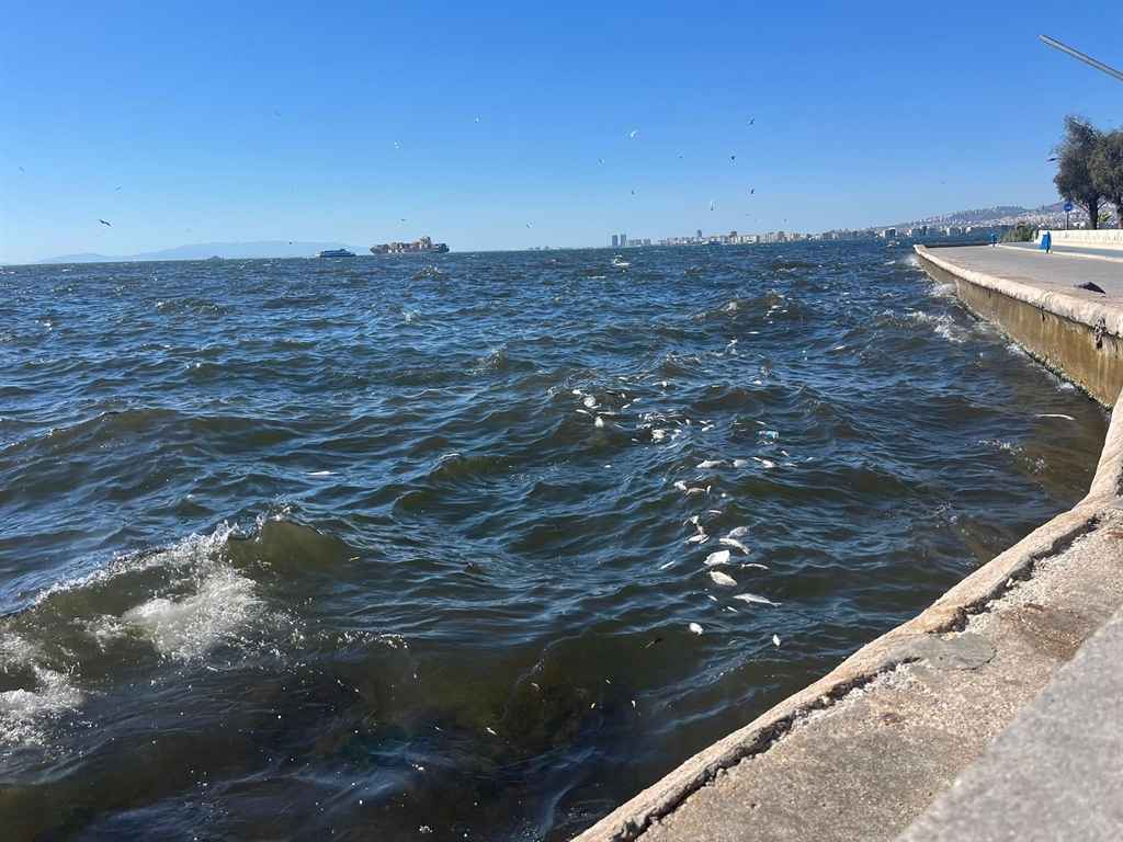 İzmir Körfezi Balık Öşümü (1)