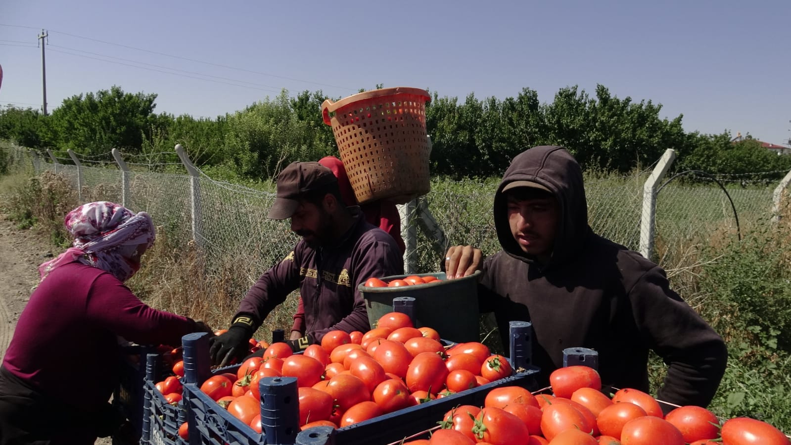 K A Y S E R I’ D E S A L C A L I K D O M A T E S H A S A D I B A S L A 893539 265383