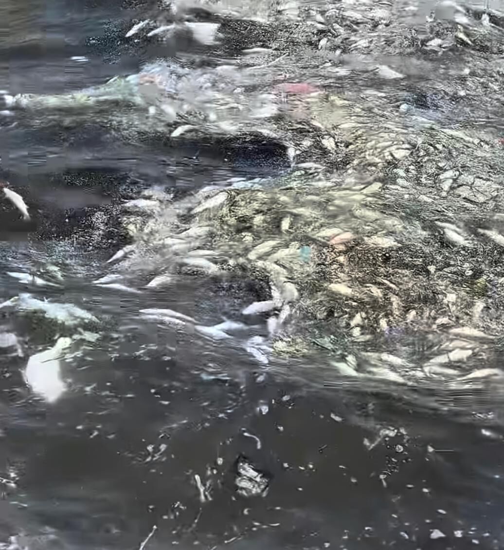 “İç Körfez balığı yenmemeli”