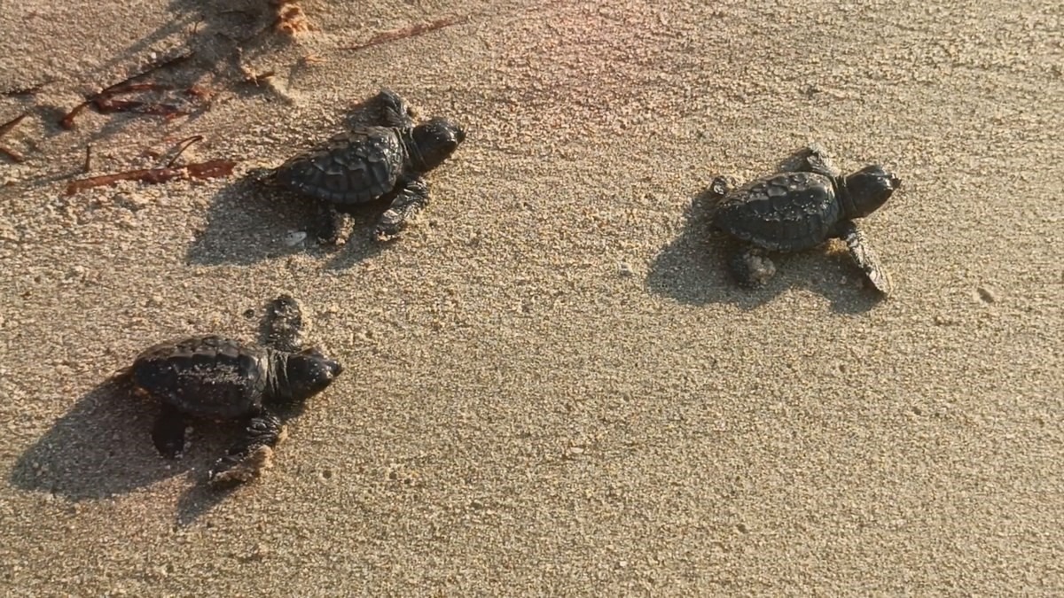 Kuşadası'nda 9 Yuvadan 469 Yavru Caretta Caretta Çıktı