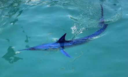Mavi Yelken balığı
