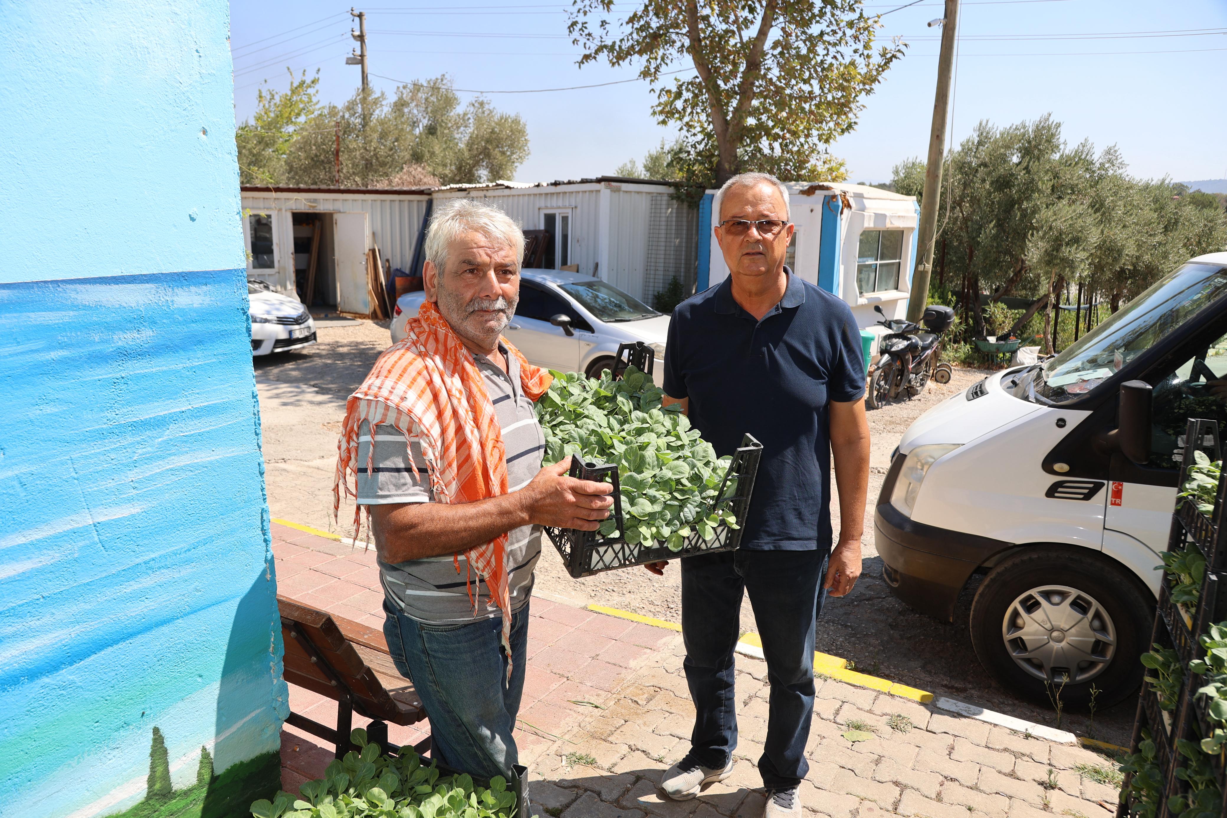 Urla Belediyesi’nden Üreticiye 50 Bin Adet Sebze Fidesi (5)