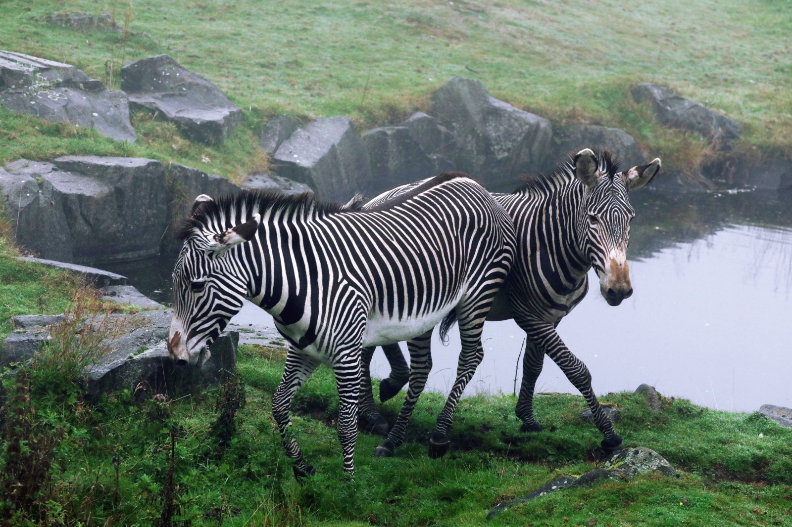 Zebra-1