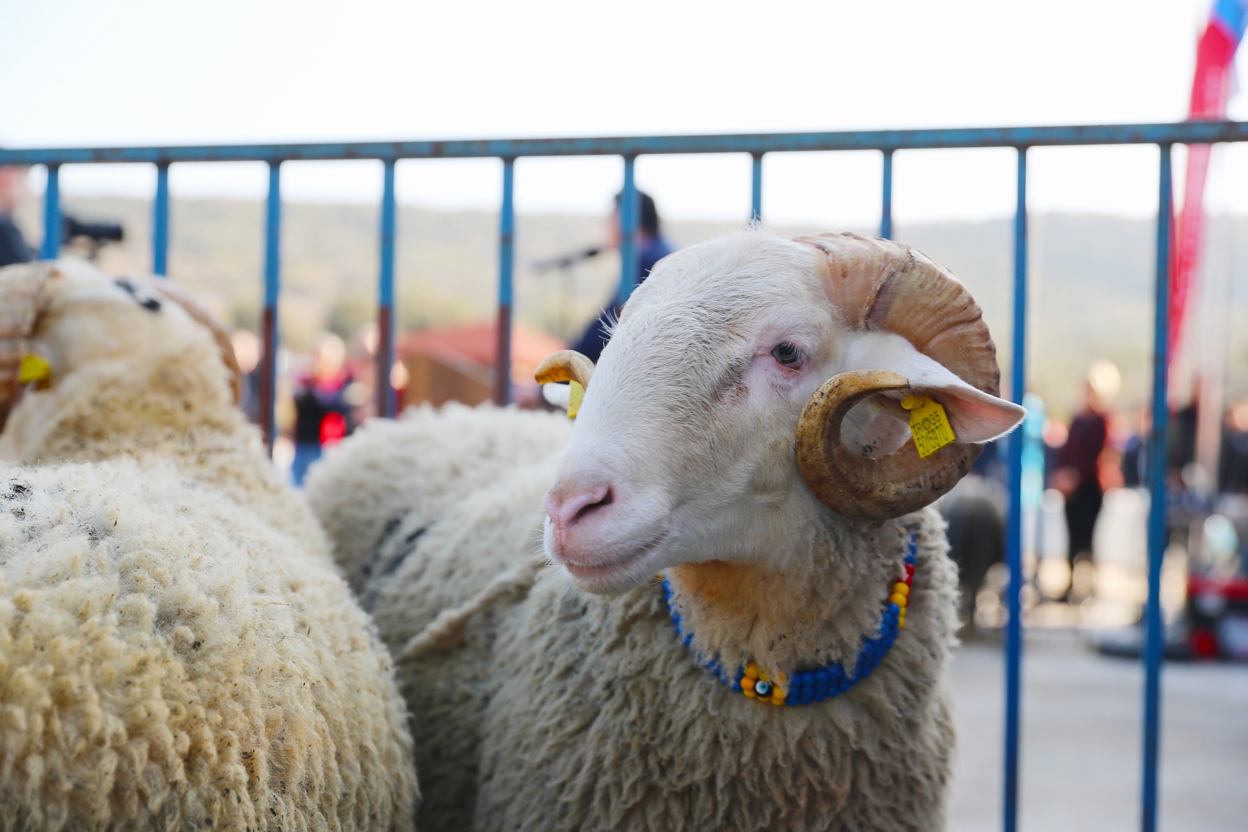 1 Damızlık Koyun Dağıtımında İkinci Etap Başlıyor
