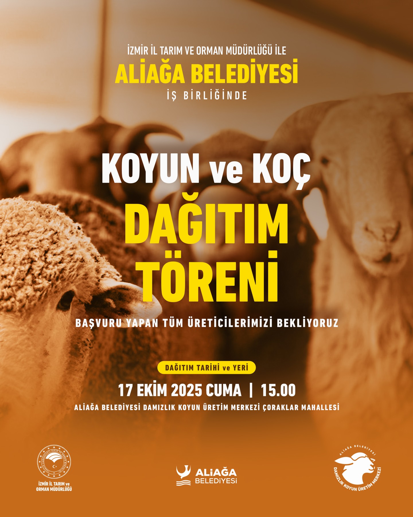 4 Damızlık Koyun Dağıtımında İkinci Etap Başlıyor