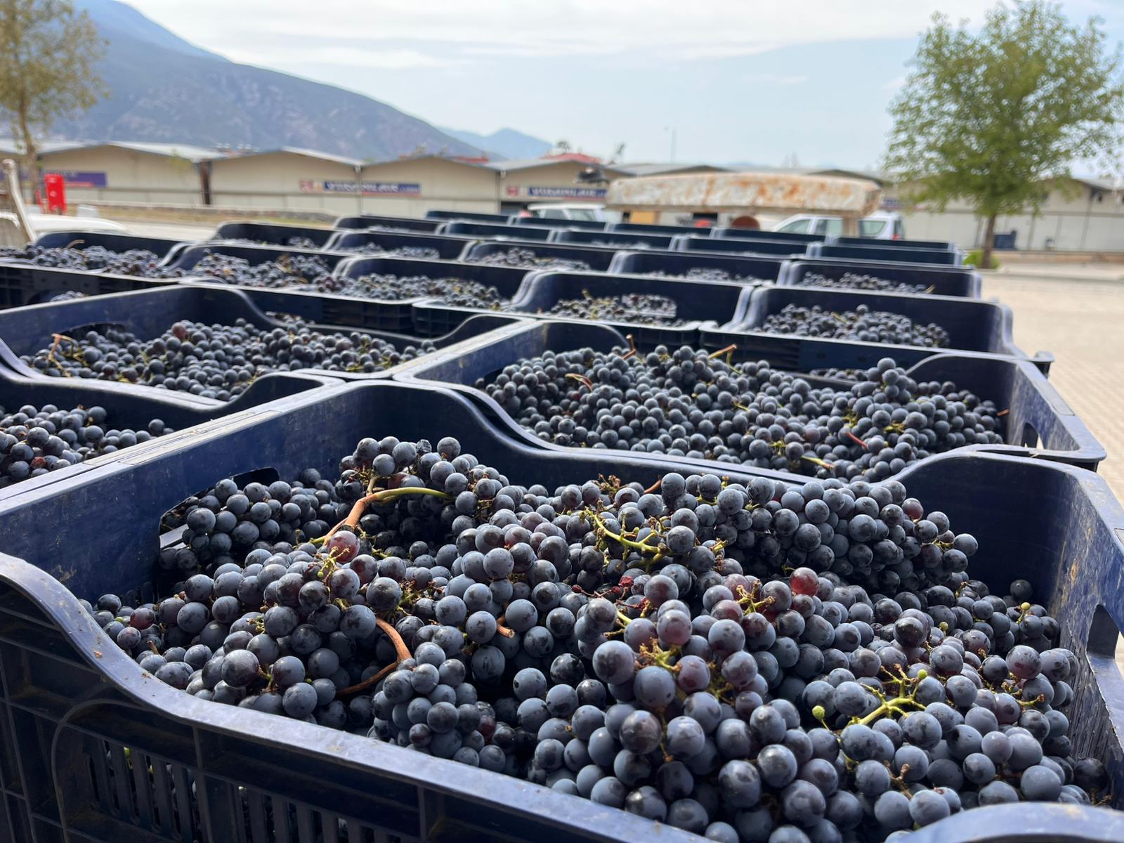 Büyükşehir’den Bağcılığa Modern Dokunuş (1)