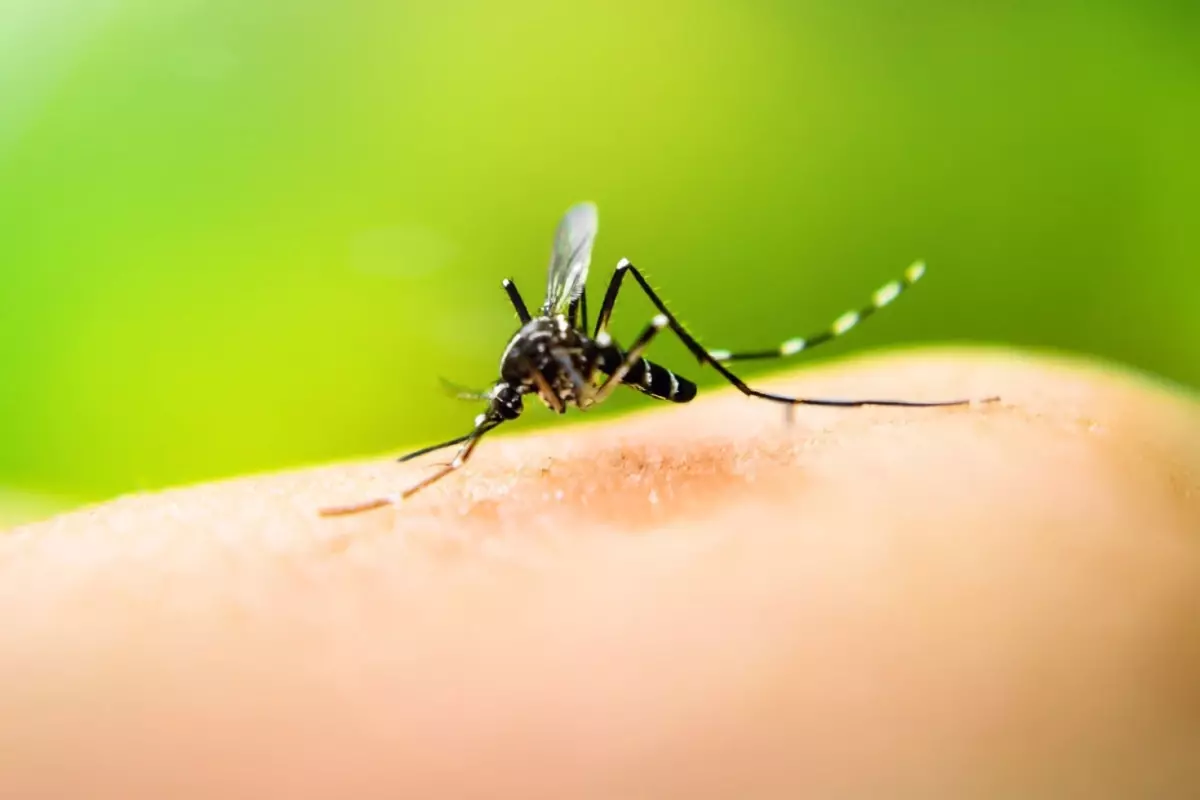 Peki sadece ilaçlama yeterli mi?