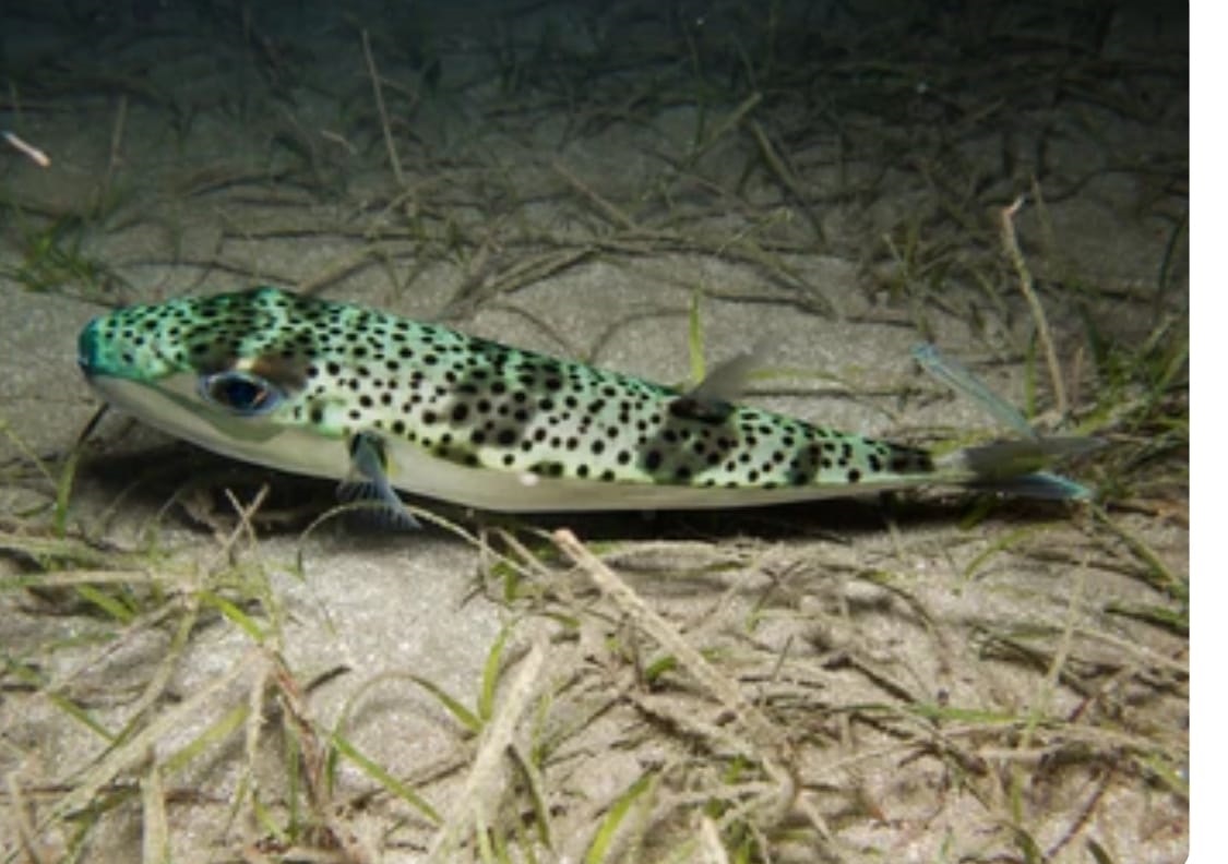 ++Ege Üniversitesinden Istilacı Türlere Karşı Yapay Zeka Destekli Uluslararası Bilimsel Iş Birliği