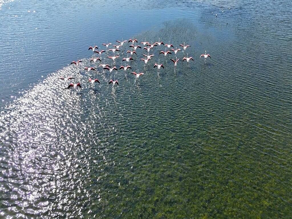 Flamingo Çakalburnu Lagünü’nde S