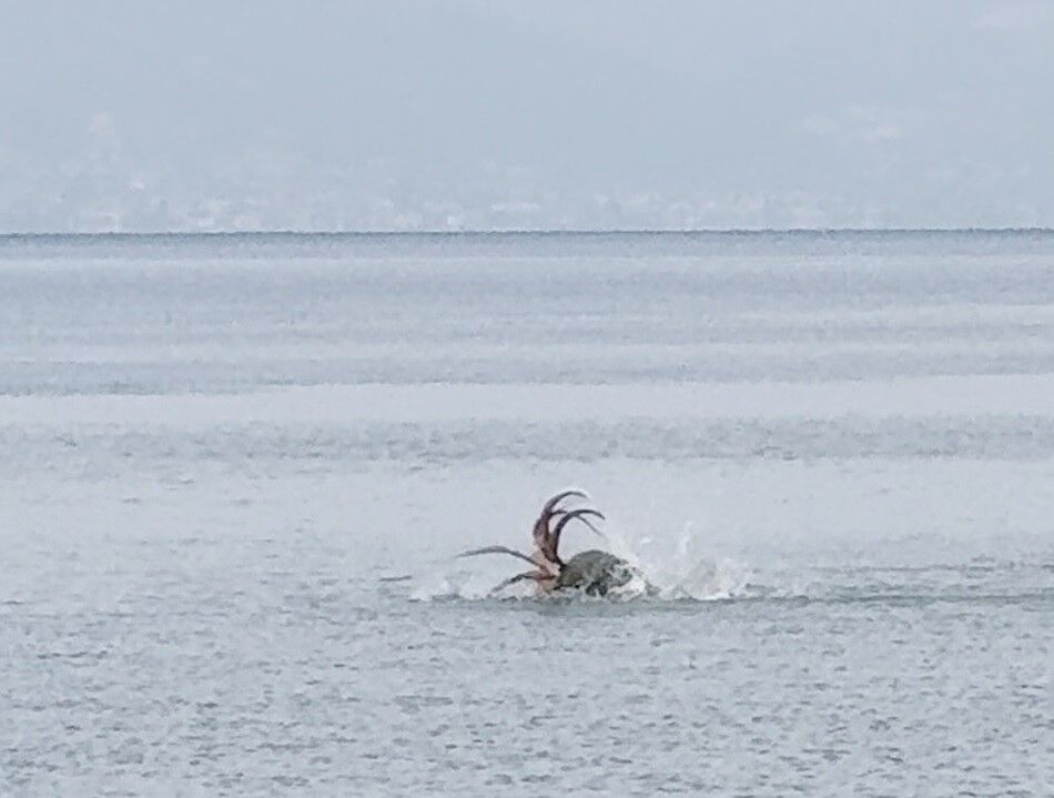 Başarılı av ve kıyıdan ayrılış