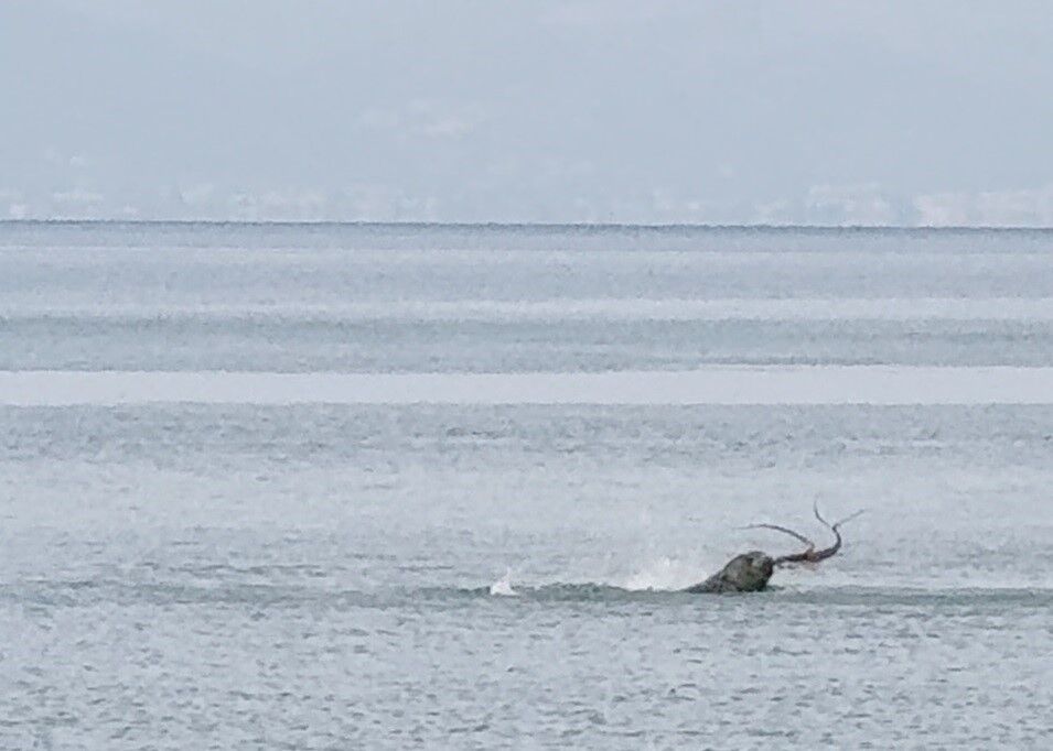 Dakikalarca süren vahşi yaşam gösterisi
