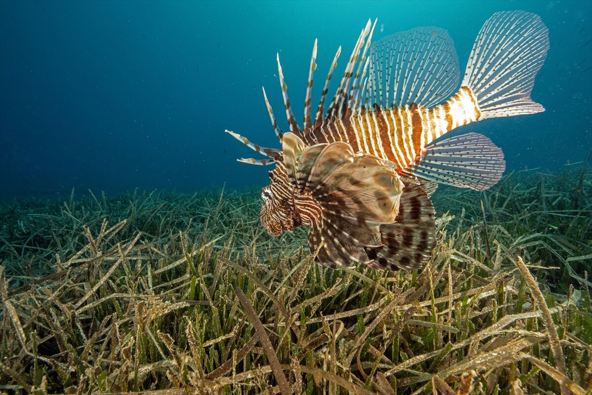Batıklar dalış turizmini zirveye taşıyor