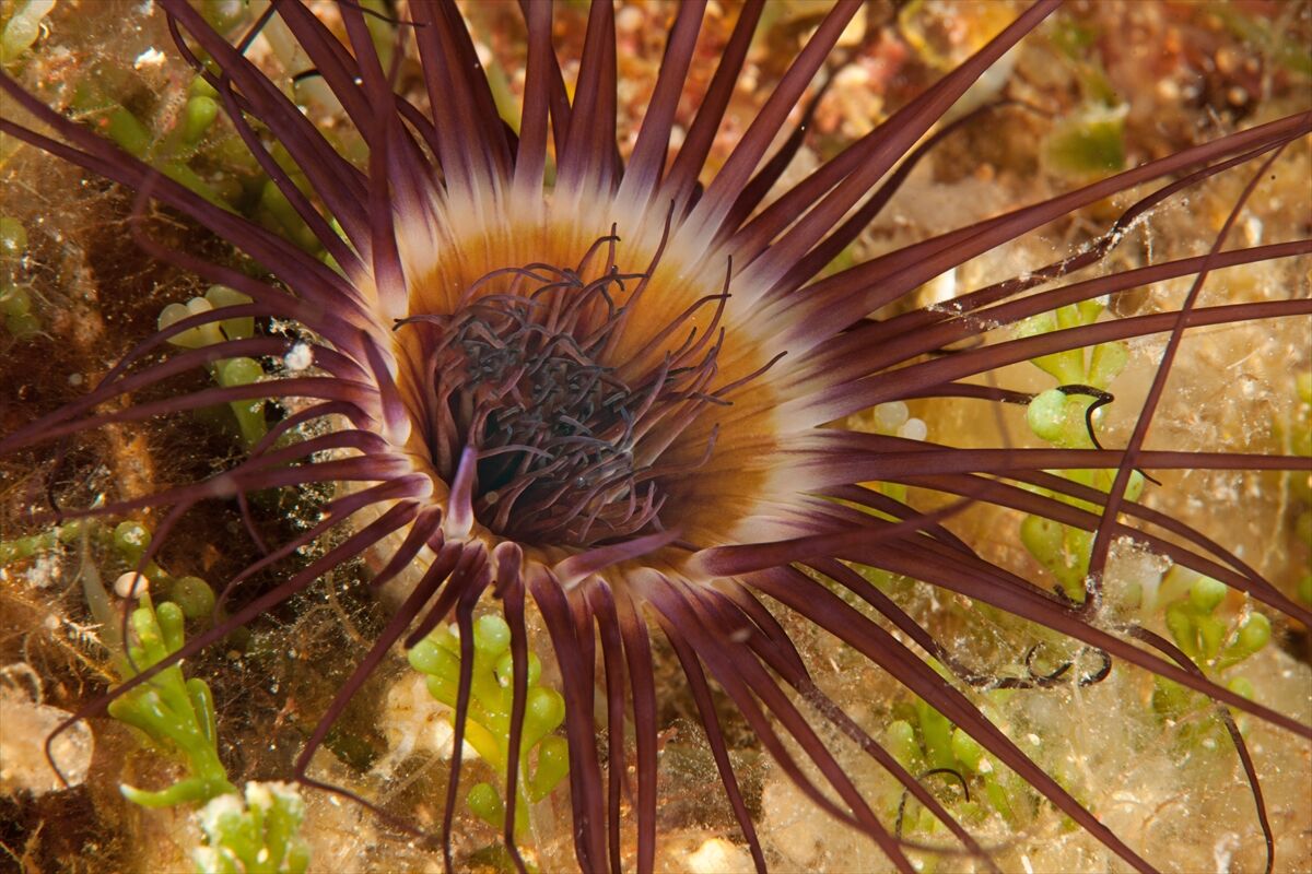 Batıklar dalış turizmini zirveye taşıyor