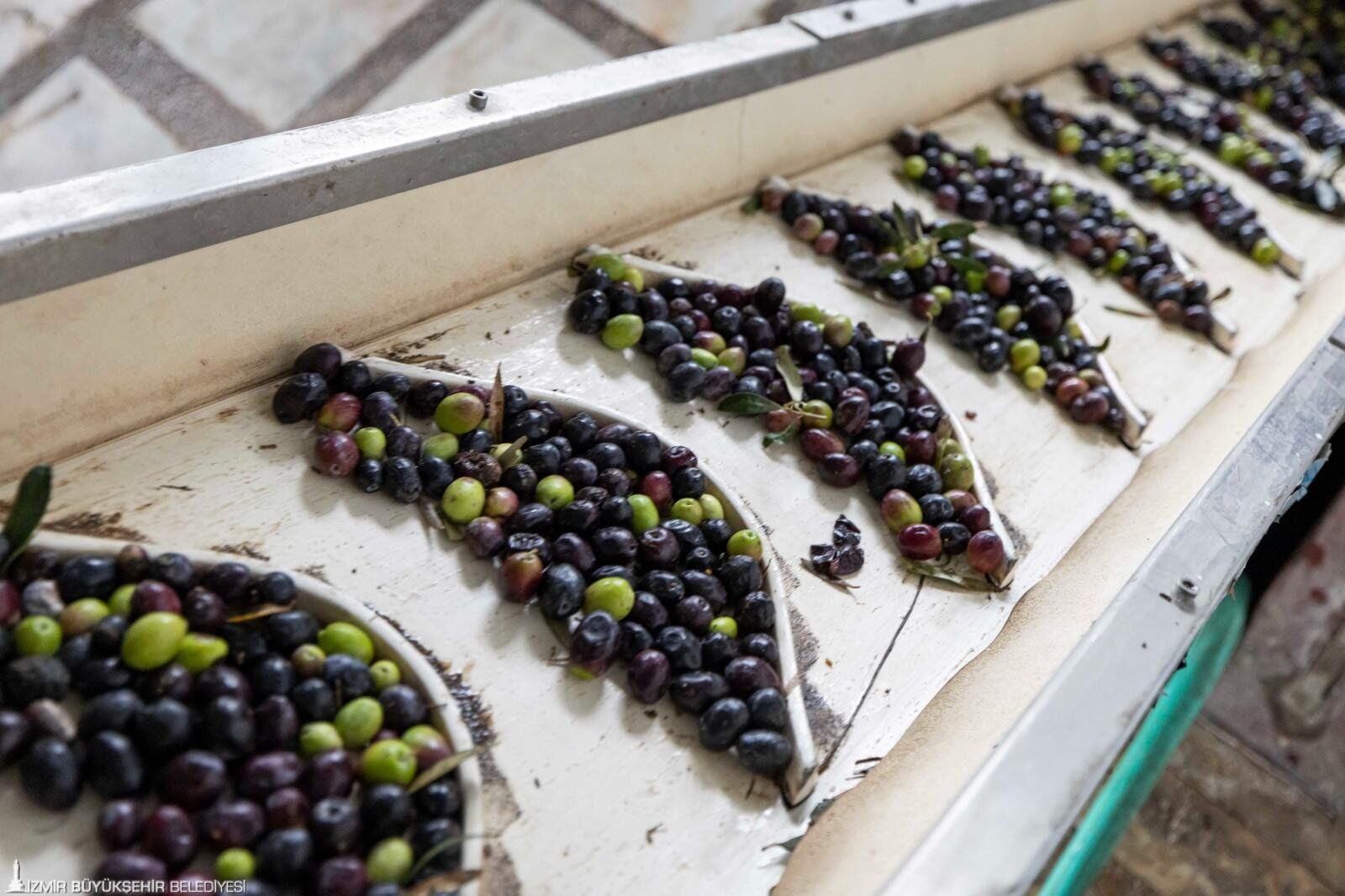 İzmir’de Zeytin Sezonu Başladı