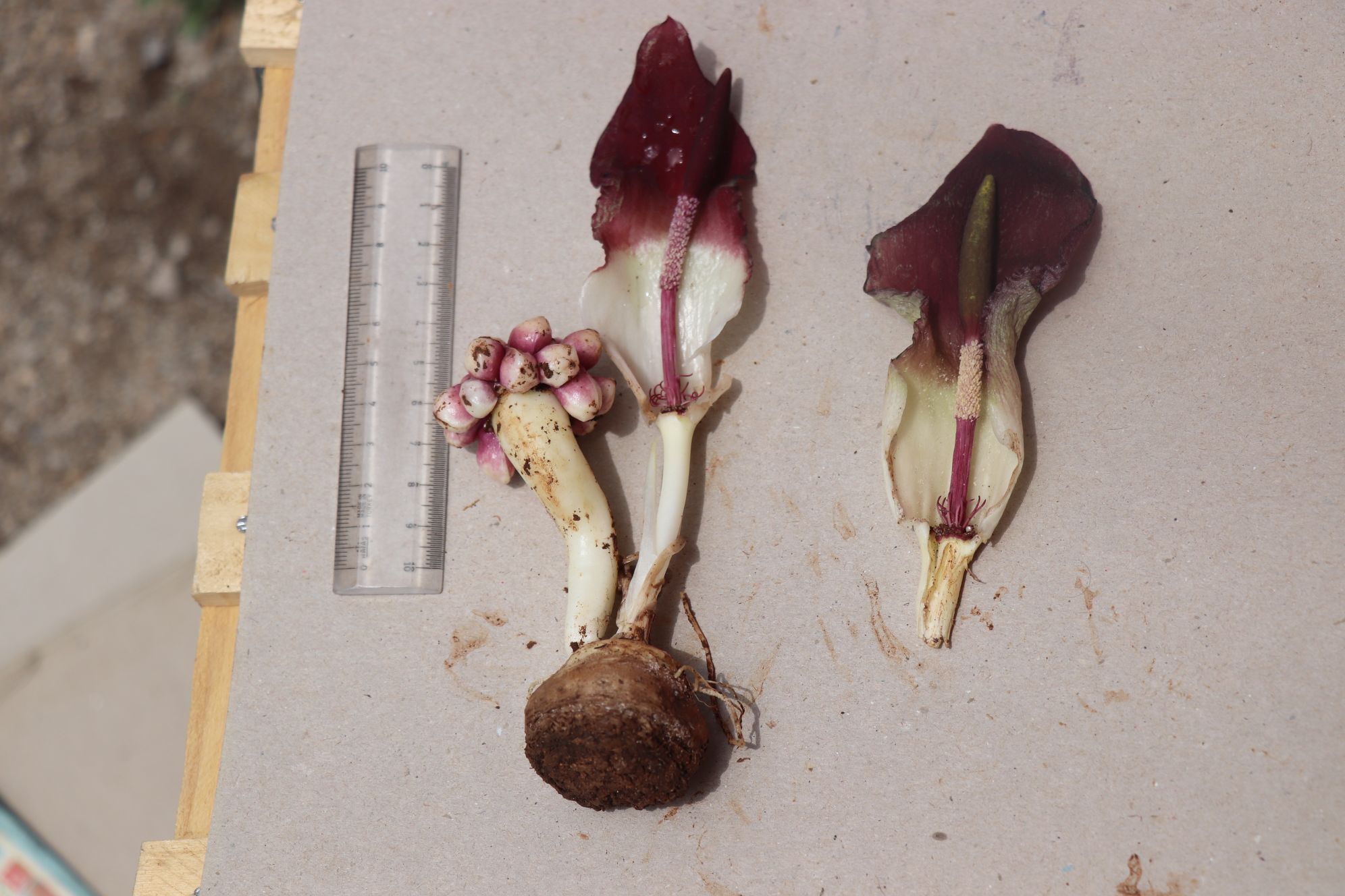 ++“Karaman Yılanpancarı” Bilim Dünyasına Tanıtıldı (10)