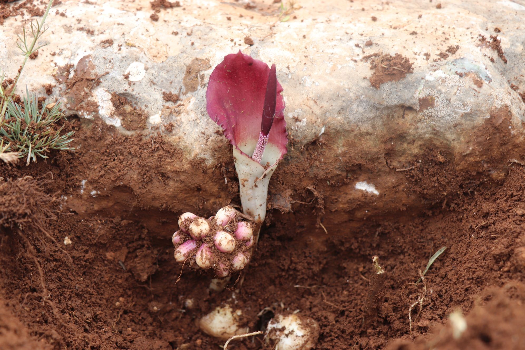 ++“Karaman Yılanpancarı” Bilim Dünyasına Tanıtıldı (8)