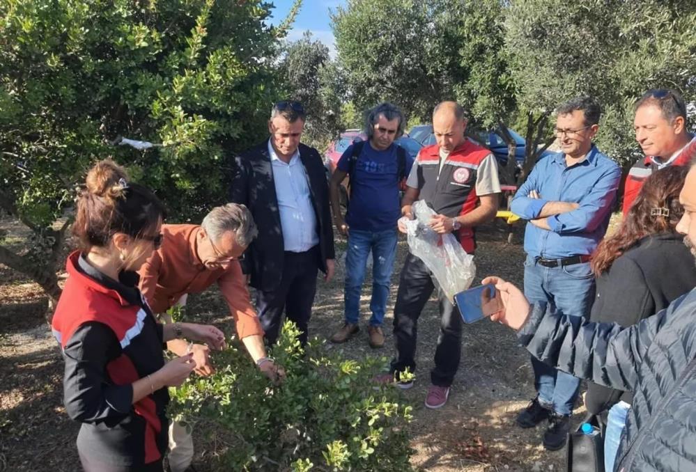 Sakız Ağacı Üretimi 2