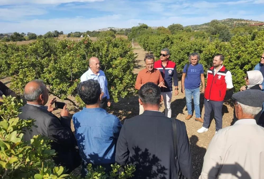 Sakız Ağacı Üretimi