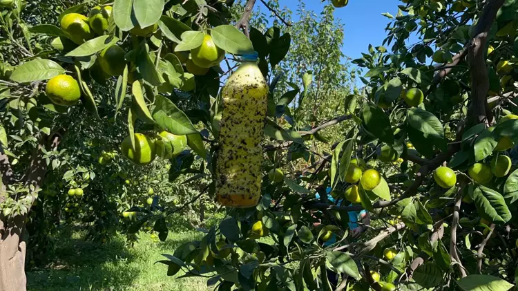 Akdeniz Meyve Sineğine Karşı Tuzak 1