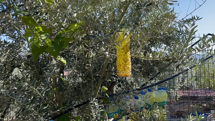 Akdeniz Meyve Sineğine Karşı Tuzak 3