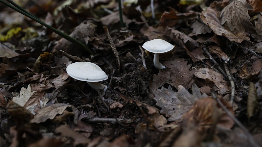 Nazilli Devlet Hastanesi'ne sevk edildi: Tedavisi yoğun bakımda sürüyor