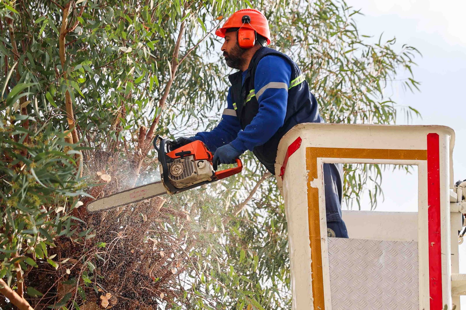Ağaç sağlığı ve kent estetiğine katkı