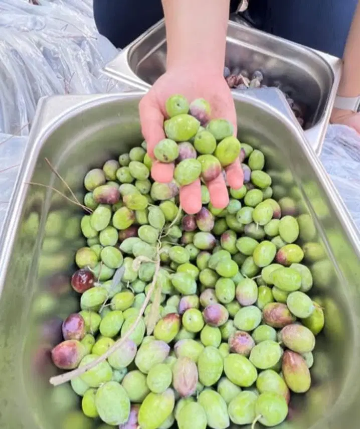 Burcu Biricik Zeytin Hasadı