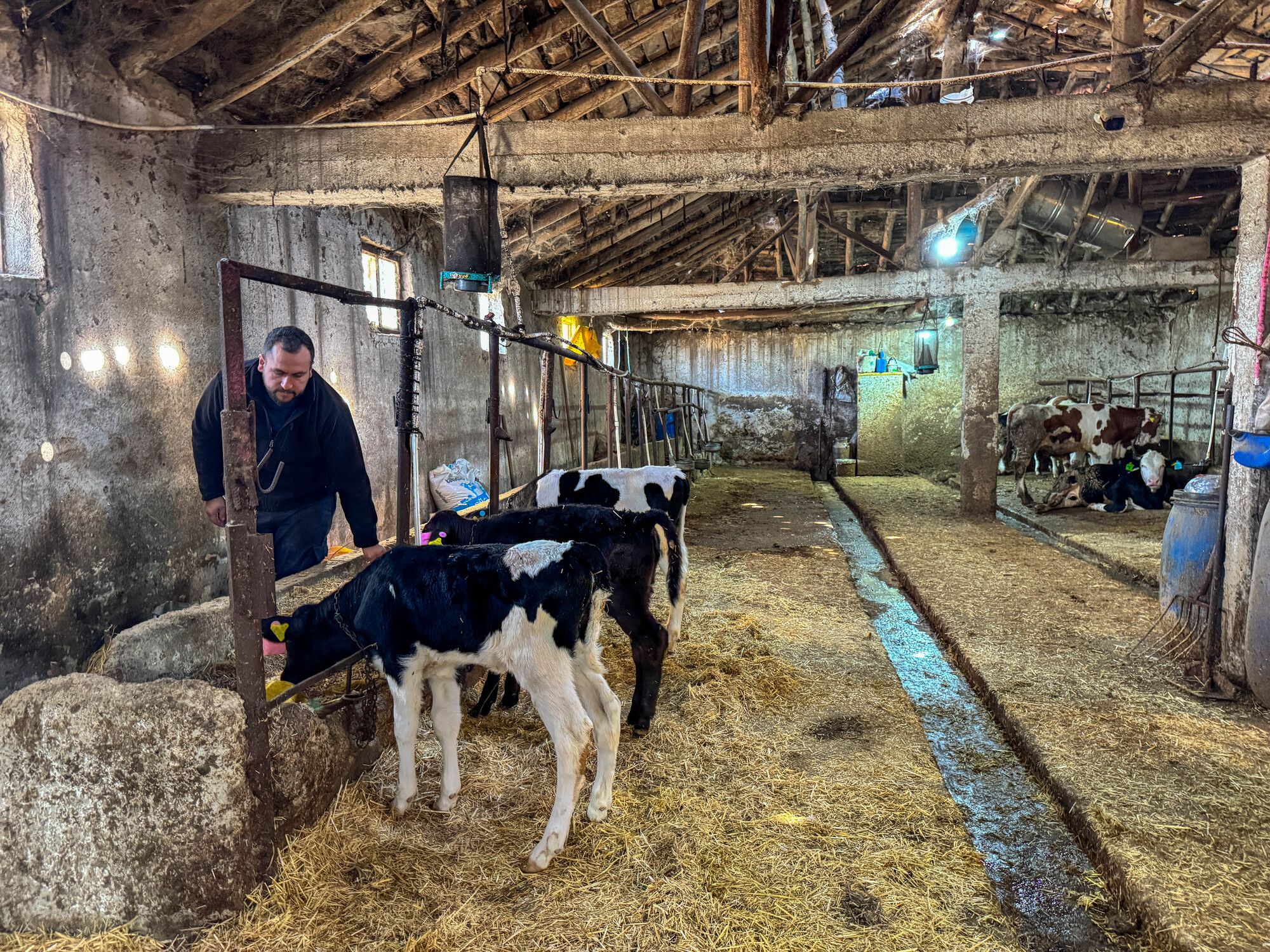 Dört Inekle Başladı, Çiftlik Kur 4