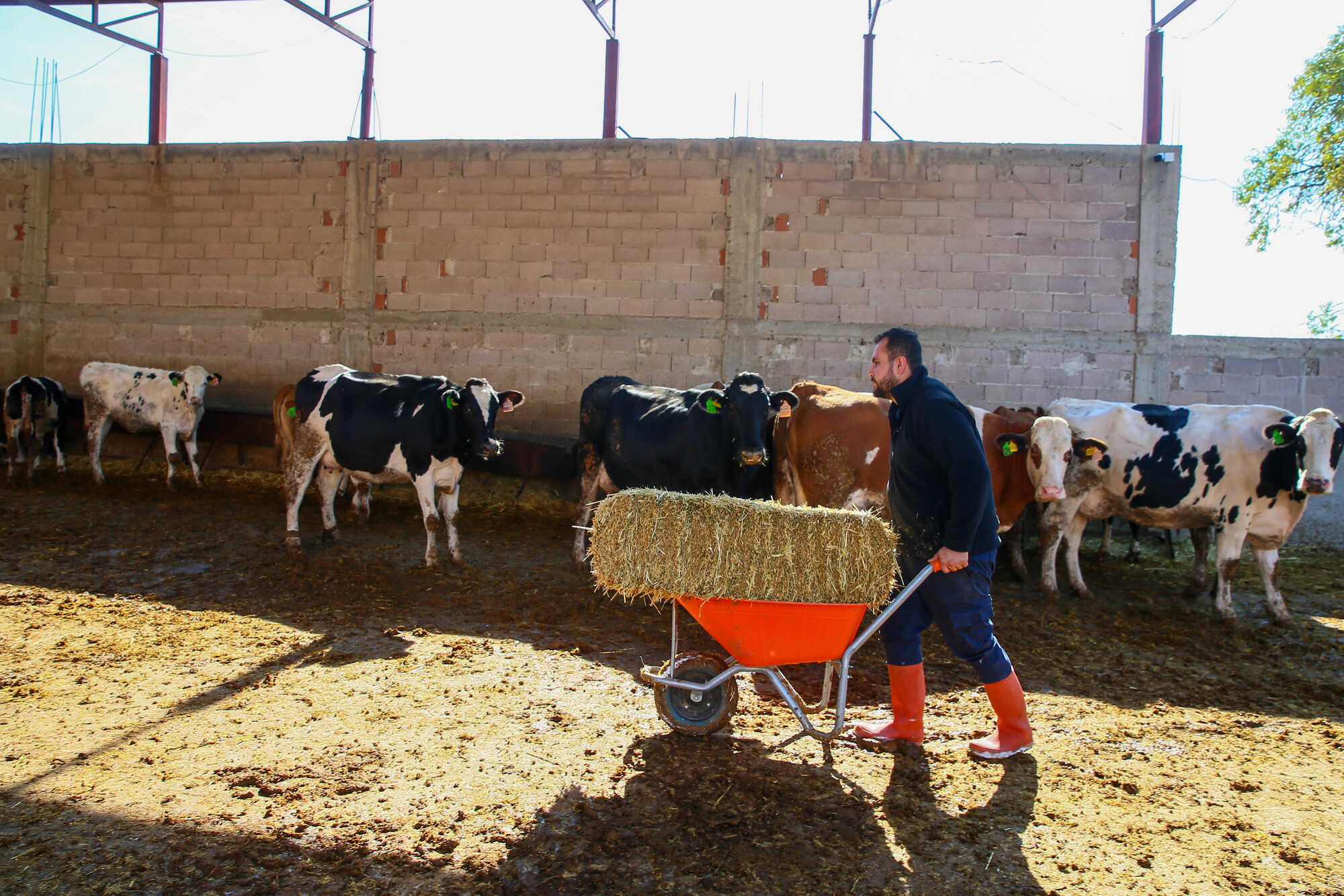 Dört Inekle Başladı, Çiftlik Kur