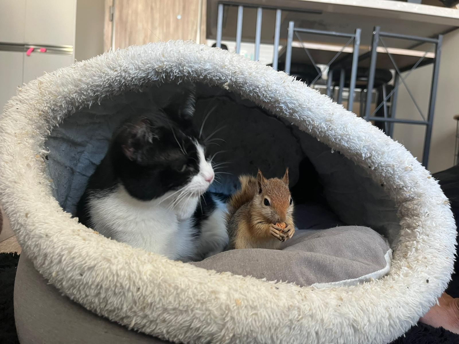 E P I L E P T I K N O B E T G E C I R E N S I N C A P T E D A V I I 1018735 302238