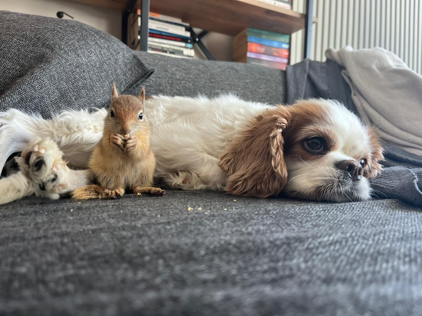 E P I L E P T I K N O B E T G E C I R E N S I N C A P T E D A V I I 1018737 302238